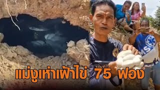 ขนลุก 3 แม่งูเห่า ซุกโพรงดินสวนทุเรียน ผงะเจอไข่อีก 75 ฟอง