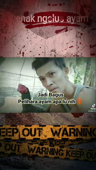 Story wa ayam tiktok berkelas 🔥 #shorts
