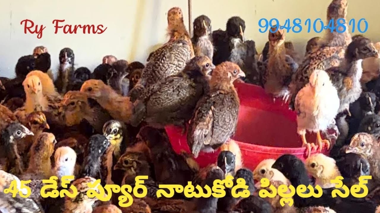 45 Days Pure Natukodi Pillalu Sale 9948104810//6301160352 Raju Reddy