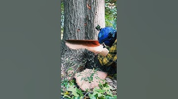 Monster tree cut down #skills #treecutting #funny #tree #fyp