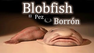 Blobfish o Pez borrón: El animal más feo del mundo.