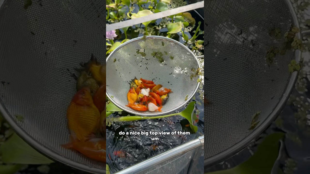 The perfect goldfish strainer