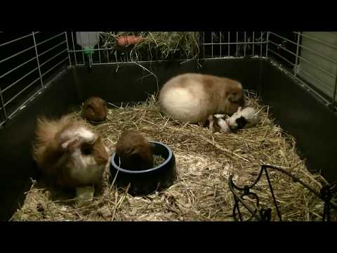 Video: Hvordan Man Ved, Om En Hamster Er Gravid