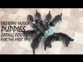 9 SIBERIAN HUSKY PUPPIES EATING FOOD FOR THE FIRST TIME | 4 WEEKS OLD!