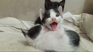 Lazy kittens #cat #kitten #kittens #funny by Hope & Fun 837 views 3 months ago 1 minute, 4 seconds