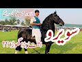 Biggest horse in punjab  beautiful stallion