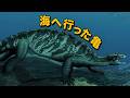 【ウミガメの進化】 ウミガメが海に生息している理由 (ft.進化と生態)