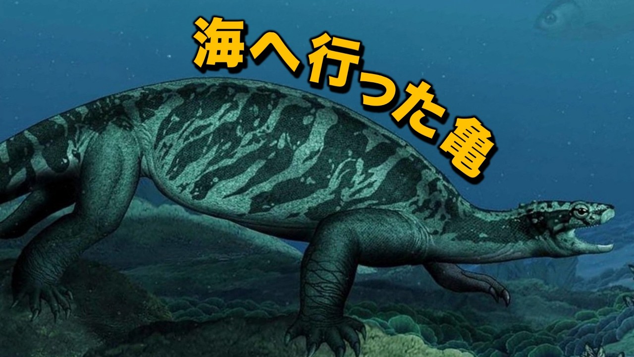 【ウミガメの進化】 ウミガメが海に生息している理由 (ft.進化と生態)