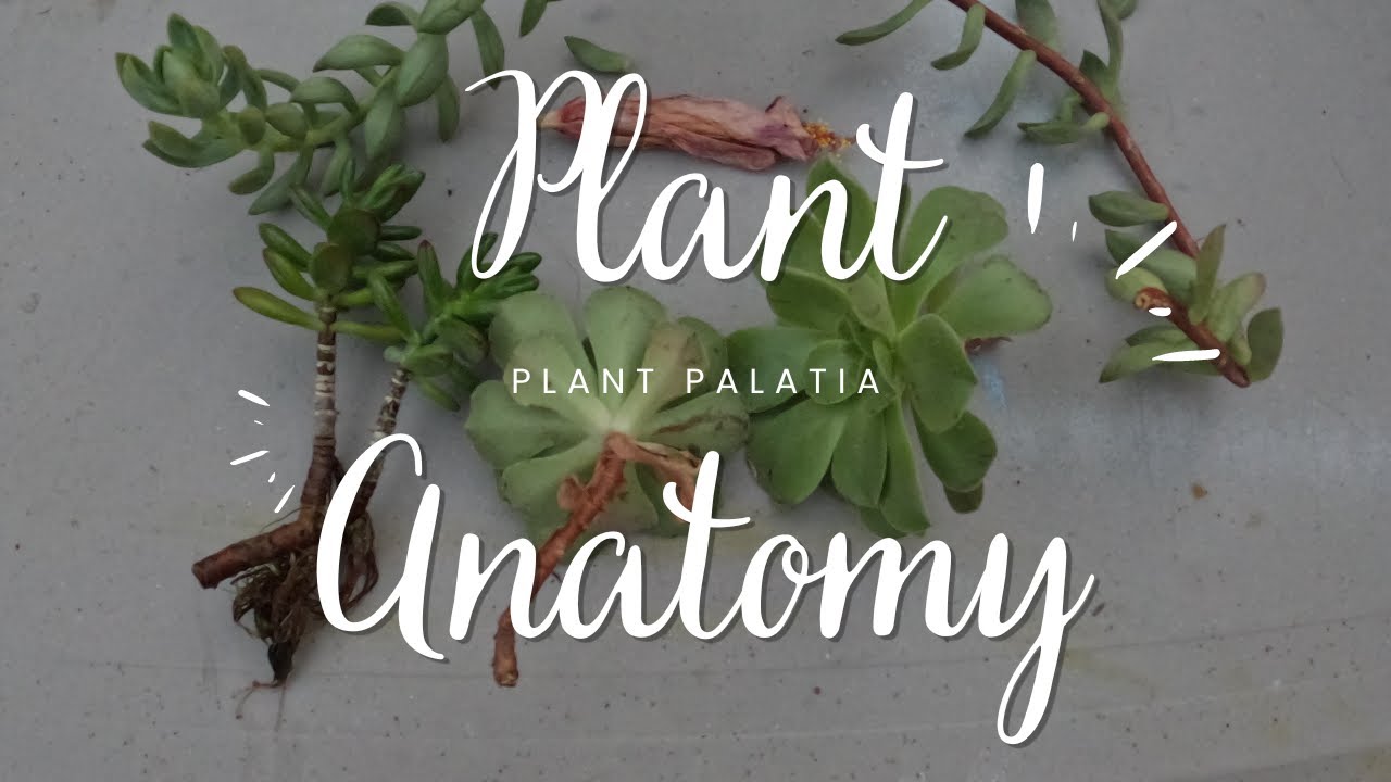 Introduction to Plant Anatomy!