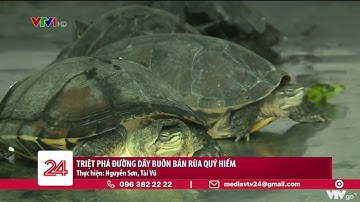 Triệt phá đường dây buôn bán rùa quý hiếm | VTV24