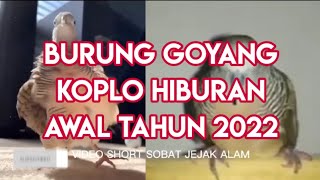 perkutut joget dangdut hiburan selamat tahun baru sobat