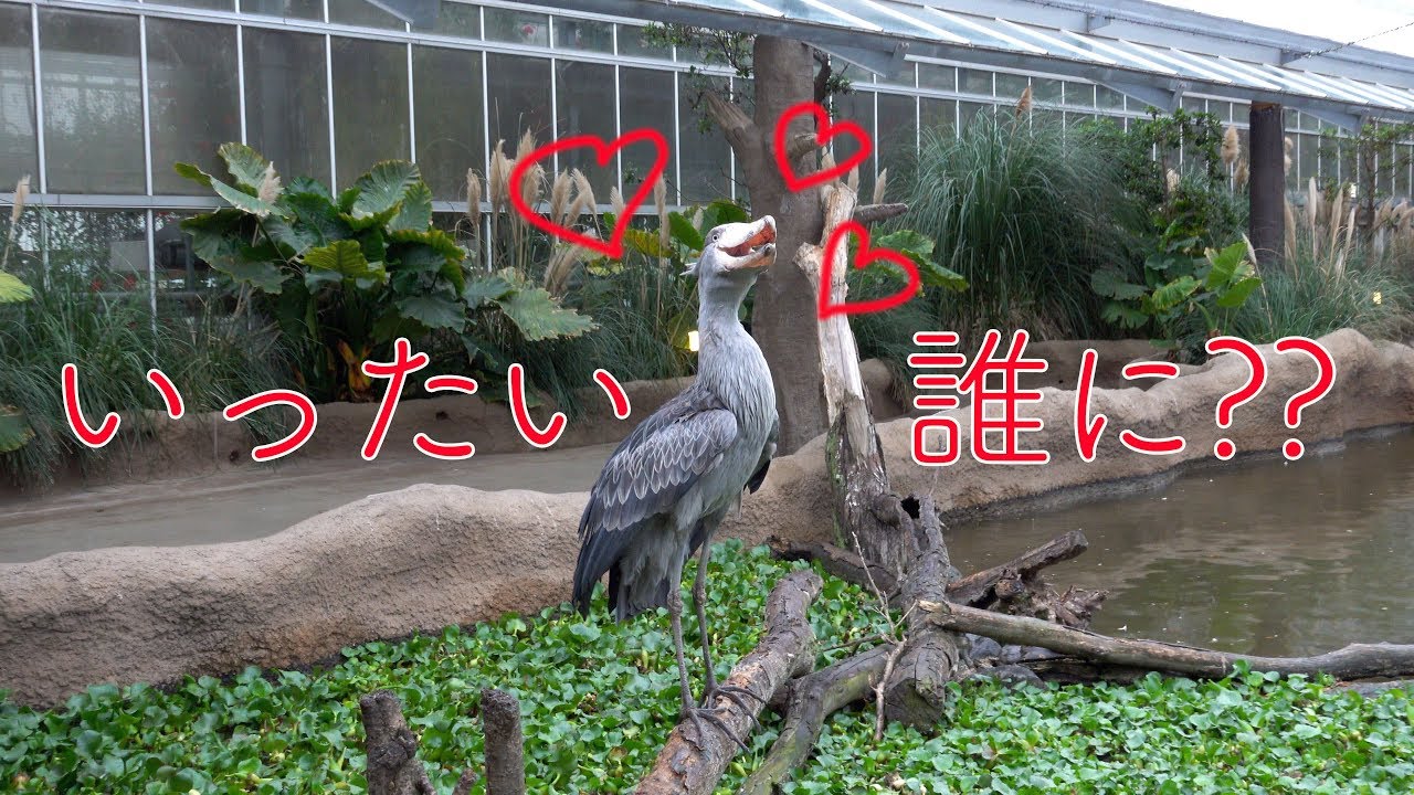 ハシビロコウのボンゴ、急にクラッタリング!【神戸どうぶつ王国】Shoebill Bongo and Marimba 27