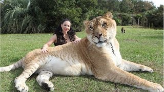 САМАЯ большая КОШКА на ПЛАНЕТЕ/Любопытные факты САМАЯ большая КОШКА на ПЛАНЕТЕ/Любопытные факты