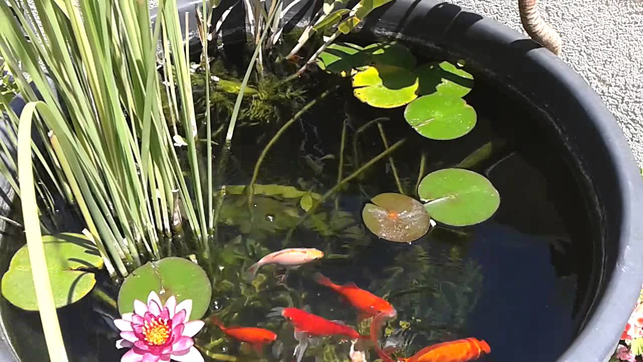 Mini laghetto pesci rossi e carpe koi youtube for Pesci rossi laghetto
