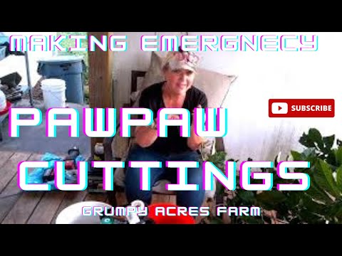 Βίντεο: Can You Grow Pawpaws - How To Grow Pawpaw Trees from Cuttings