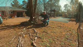 Shallow Tree Roots in Your Lawn