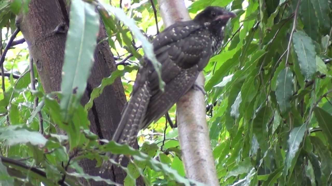 Juvenile Female Asian Koel's calling sound like Crow. 