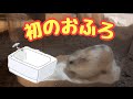ハムスター　初めてのお風呂　Hamster's first bath