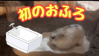 ハムスター　初めてのお風呂　Hamster's first bath