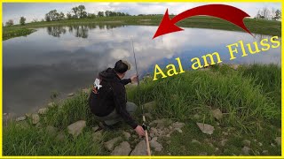 Aalangeln am Fluss mit Wurm und Futter die Aale anlocken