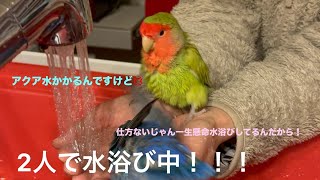 コザクラインコのアクアとミントが2人で水浴びをした日はたして仲良しできるのか