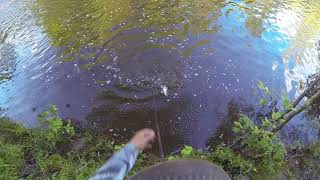 Kickapoo creek White bass limit