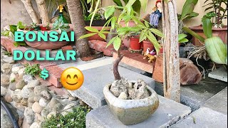 Pachira money tree tanaman hias bonsai yg cantik