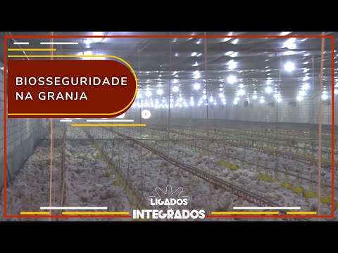 Saiba como reduzir riscos sanitários em granjas avícolas | Ligados & Integrados - 28/07/2023