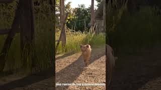 The World Is Changing #bellwright #bellwrightgameplay #medievalsurvival