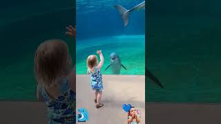 Cute 💙 #cutelittlegirl #dolphin #viralbabyclips #cute #kids #amazingshorts #love #shorts