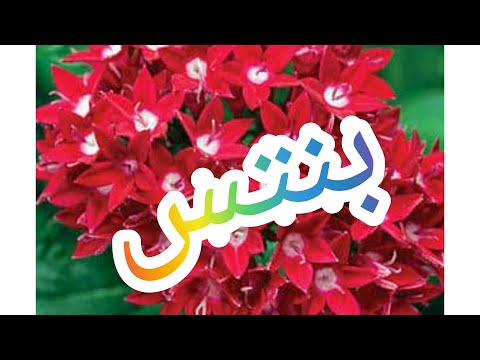 البنتس إذ كنتم تبحثون عن كيفية الاكثار والعناية هنا كل المعلومات