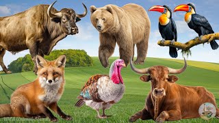 Happy Farm Animal Sounds: Fox, Bear, Bull, Hornbill, Buffalo, Turkey - Animal Paradise by Wild Animal Sounds 4,575 views 1 day ago 31 minutes
