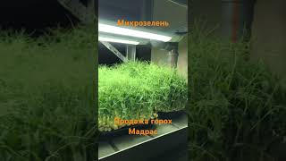 Микрозелень. Продажа готовой продукции. Микрозелень гороха Мадрас.