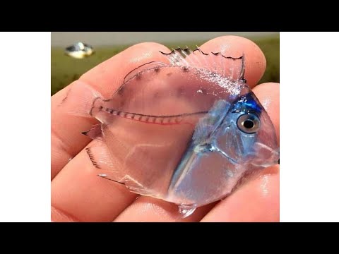 Video: ¿Dónde viven los peces de cristal?