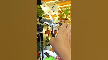 Kéo Cắt Cành Tỉa Cành Đúc Nguyên Khối Thép Nhật, kéo cắt tỉa cành cây bonsai #keocatcanh #keotiacan