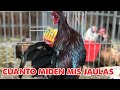 Medidas de las Jaulas y algunos Tips Ep.43