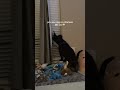 He always breaks our blinds with his nosiness 😂 #shorts #dog #nosy #chismosa