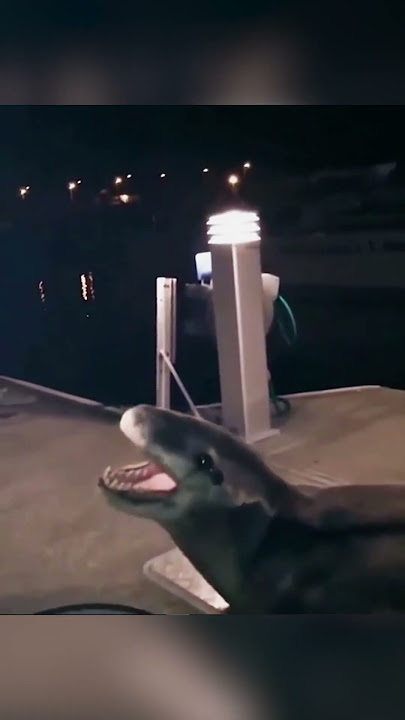 Leopard Seals are Dinosaurs