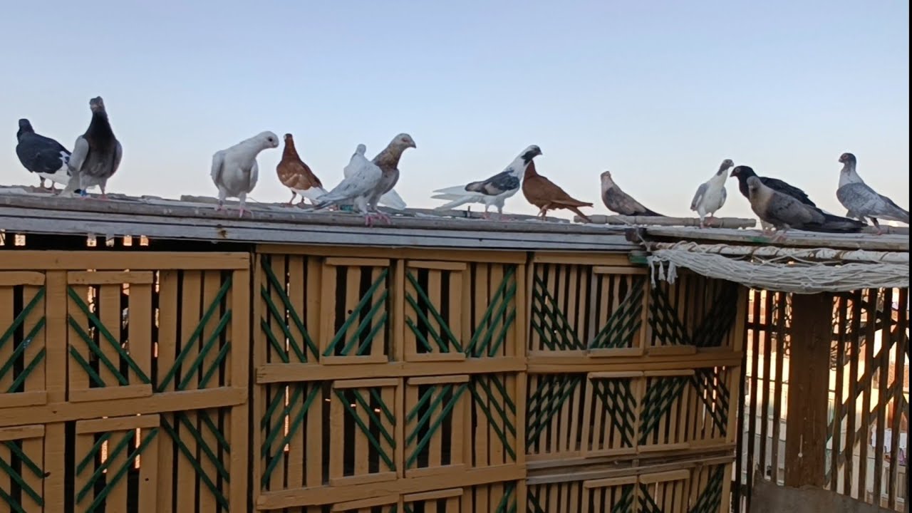 امتى تكرش الزغاليل واخبار السطح و السلاكة#تربوووالغيةوالترباوية