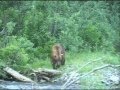 Handgun Bear Hunt @ Stephan Lake Lodge