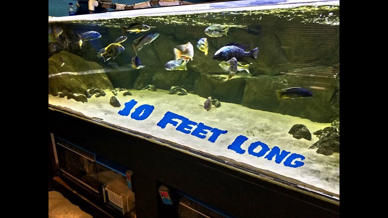 600 Gallon, 10 Foot Long African Cichlid Predator Tank - YouTube