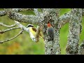 Birds In Tree - Royalty Free Stock Footage