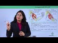Antagonistic Muscles and Their Role in Movement