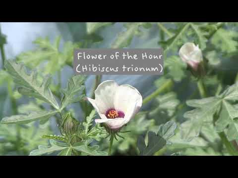 वीडियो: एक घंटे के पौधे का फूल - एक घंटे के गुड़हल के फूल की जानकारी