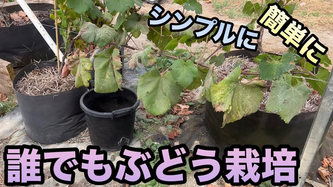 誰でもぶどう栽培①〜ひょろひょろ苗から元気になった垣根仕立てのぶどう〜2023-10-14