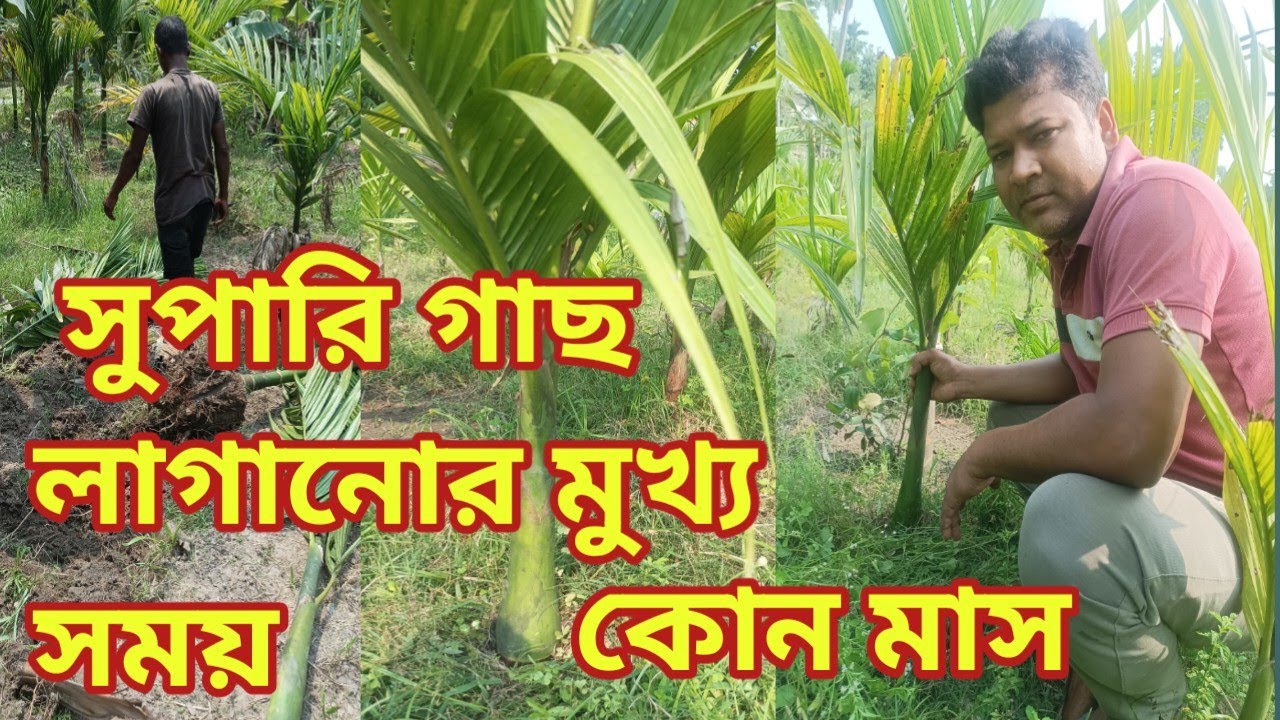 সুপারি গাছ লাগানোর মুখ্য সময় কোন মাস