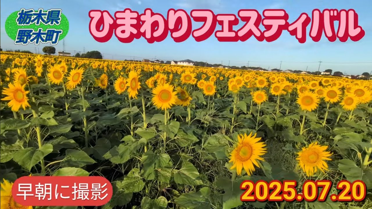 ひまわりフェスティバル2025（野木町） - YouTube