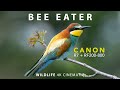 Canon r7 rf200800 bee eater 4k cinematic