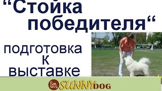 Стойка. Собака четко стоит хенлинг ринговая дрессировка уроки подготовка к выставке Стойка. Собака четко стоит хенлинг ринговая дрессировка уроки подготовка к выставке