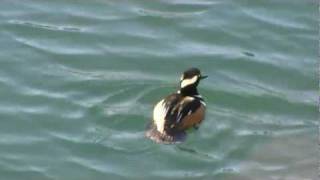 Hooded Merganser - Diving Duck - False Creek - Vancouver